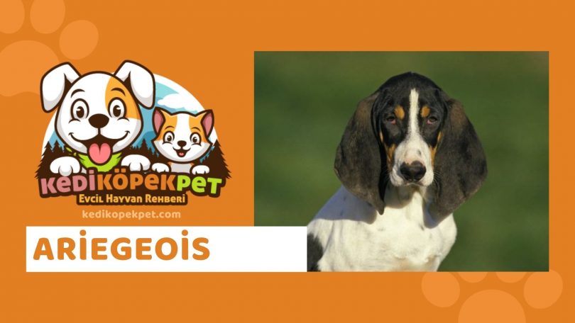 Ariegeois , Ariegeois Cinsi Köpek Özellikleri , Ariegois  Bakımı , Ariegois  Nasıl Eğitilir ?
