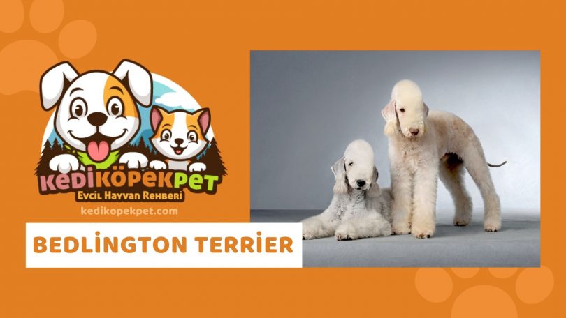 Bedlington Terrier , Bedlington Terrier  Köpek Özellikleri , Bedlington Terrier Bakımı , Bedlington Terrier  Nasıl Eğitilir ?