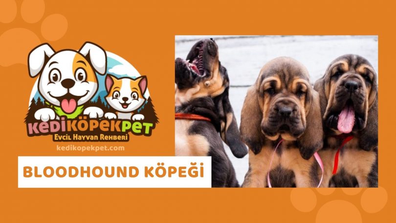 Bloodhound Köpeği , Bloodhound Köpeği Özellikleri , Bloodhound Köpeği Bakımı , Bloodhound Köpeği Yavrusu