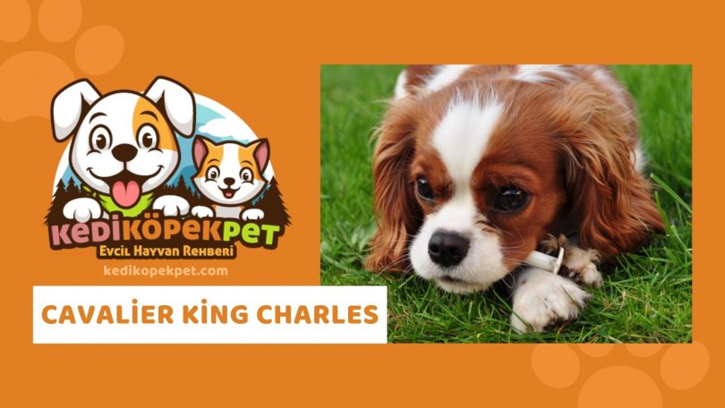 Cavalier King Charles , Cavalier King Charles Köpek Özellikleri , Cavalier King Charles  Bakımı