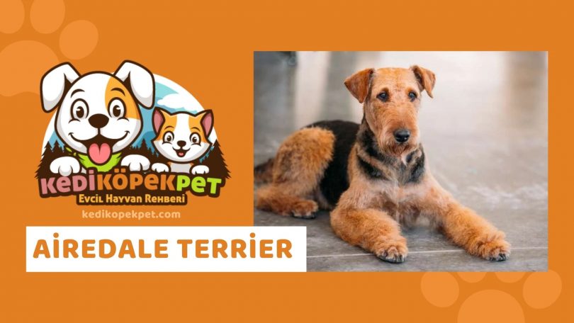 Airedale Terrier , Airedale Terrier Özellikleri , Airedale Terrier Bakımı , Airedale Terrier Nasıl Eğitilir ?