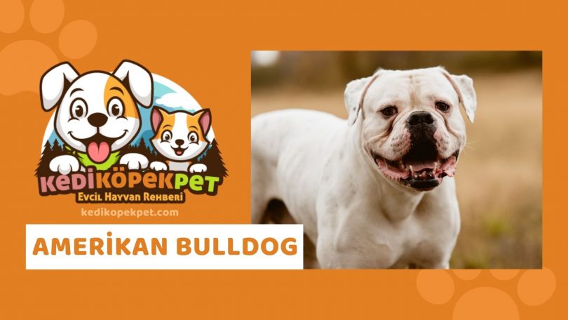 Amerikan Bulldog Köpek Özellikleri , Amerikan Bulldog Bakımı , Amerikan Bulldog Nasıl Eğitilir ?