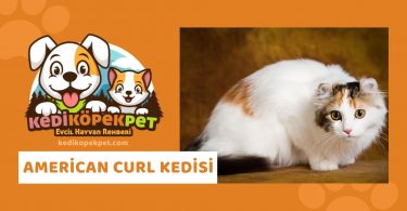 American Curl Kedisi , American Curl Cinsi Kedi Özellikleri , Bakımı