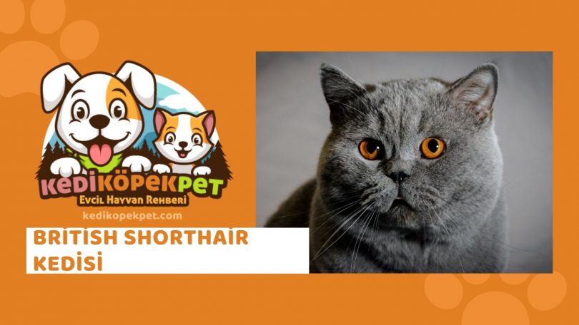 British Shorthair Kedisi , British Shorthair Cinsi Kedi Özellikleri , Bakımı