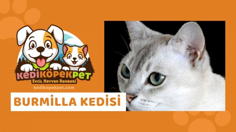 Burmilla Kedisi , Burmilla Cinsi Kedi Özellikleri , Bakımı