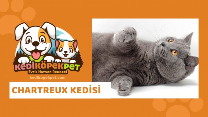 Chartreux Kedisi , Chartreux Cinsi Kedi Özellikleri , Bakımı