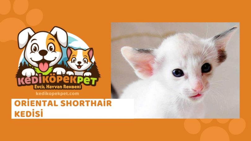 Oriental Shorthair Kedisi , Oriental Shorthair Cinsi Kedi Özellikleri , Bakımı