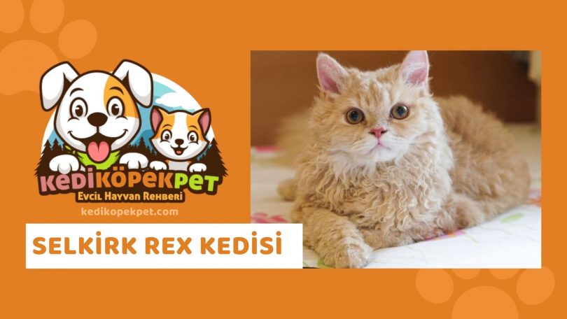 Selkirk Rex Kedisi , Peterbald Cinsi Kedi Özellikleri , Bakımı