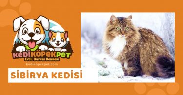Sibirya Kedisi , Sibirya Cinsi Kedi Özellikleri , Bakımı