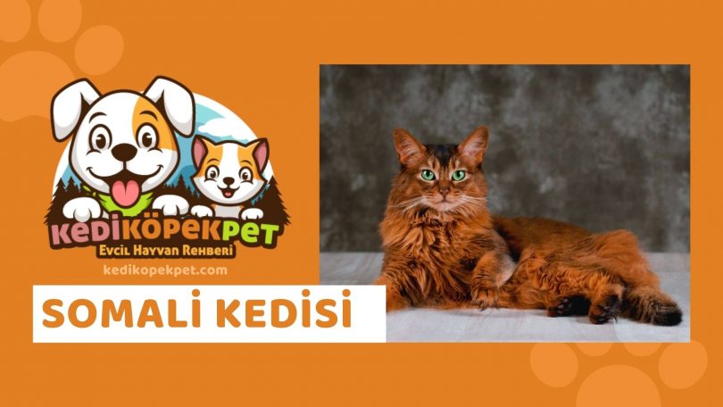 Somali Kedisi , Somali Cinsi Kedi Özellikleri , Bakımı